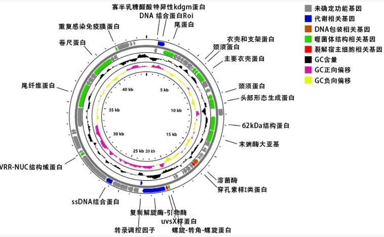 特异裂解肠炎沙门菌噬菌体生物学特性及裂解细菌功效（二）