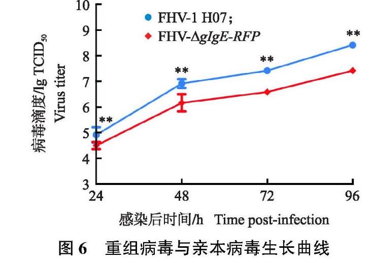 猫疱疹病毒Ⅰ型gIgE基因缺失毒株一步生长曲线及生物学特性研究——结果与分析、讨论