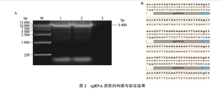 猫疱疹病毒Ⅰ型gIgE基因缺失毒株一步生长曲线及生物学特性研究——摘要、引言