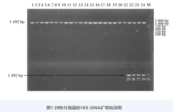 羊瘤胃分离乳酸菌生长曲线、产酸曲线测定及对金黄色葡萄球菌抑制作用（一）