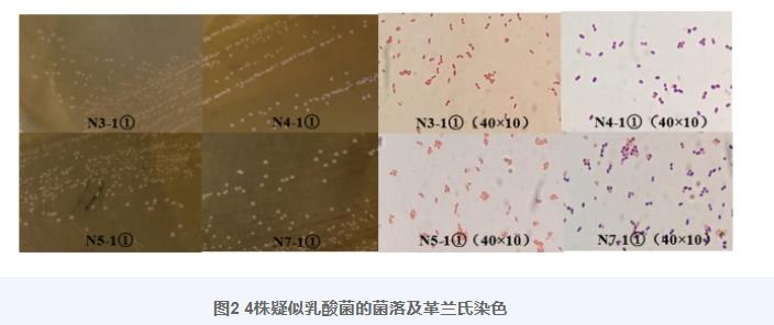 羊瘤胃分离乳酸菌生长曲线、产酸曲线测定及对金黄色葡萄球菌抑制作用（二）