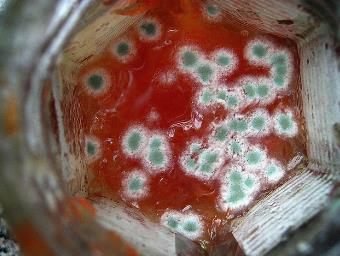 通过食源性食物中毒，了解微生物的生长、繁殖四个阶段