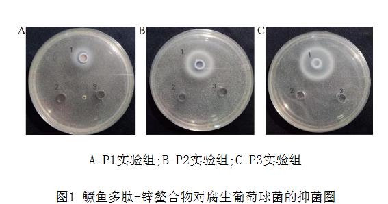 鳜鱼多肽-锌螯合物对腐生葡萄球菌抑菌圈、过氧化氢酶活力、生长曲线的影响（一）