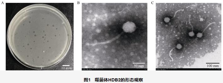 水稻黄单胞菌噬菌体最佳MOI (A)、一步生长曲线、耐受性测定及基因组分析（二）