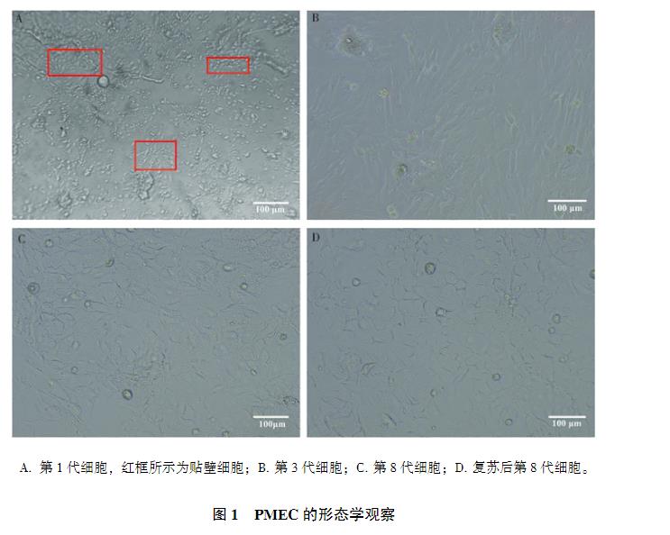猪乳腺上皮细胞原代培养方法、生长曲线测定、IFA、PCR、免疫印迹试验鉴定（一）