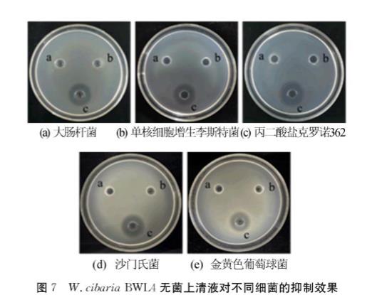 生长曲线分析仪研究食窦魏斯氏菌生物学共性及抑菌谱特性（三）