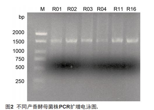 产香酵母筛选、生长曲线、耐受性及与酿酒酵母混菌发酵果酒的感官评价——摘要