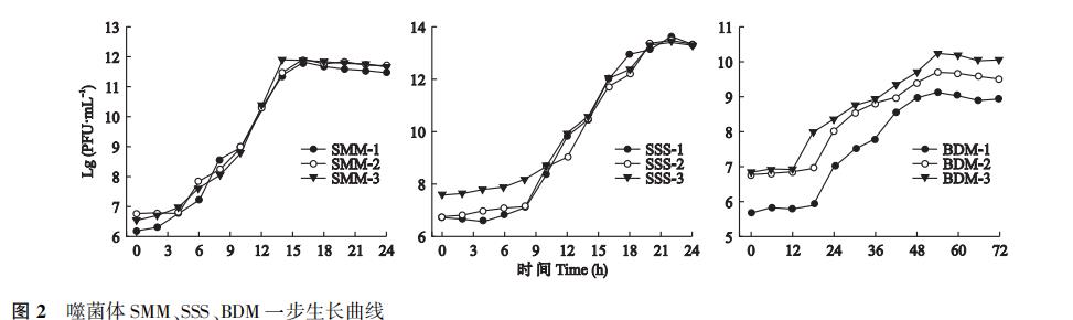 豆科作物根瘤菌噬菌体形态结构、生长曲线及生物学特性（三）