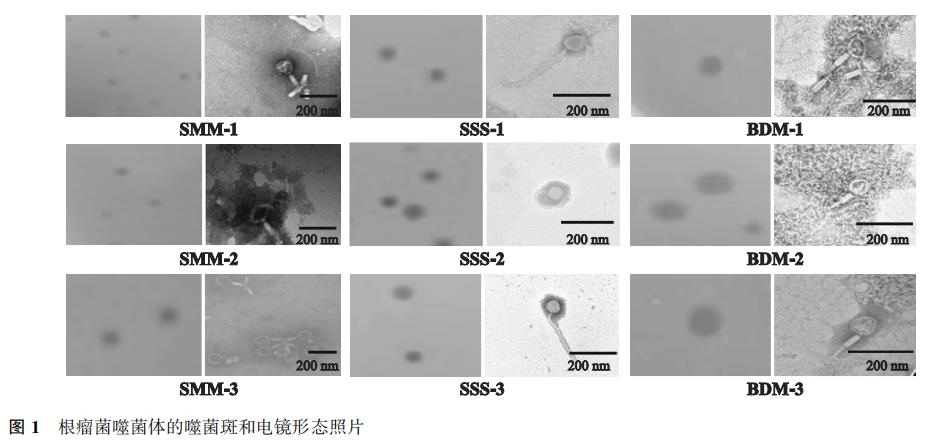 豆科作物根瘤菌噬菌体形态结构、生长曲线及生物学特性（一）