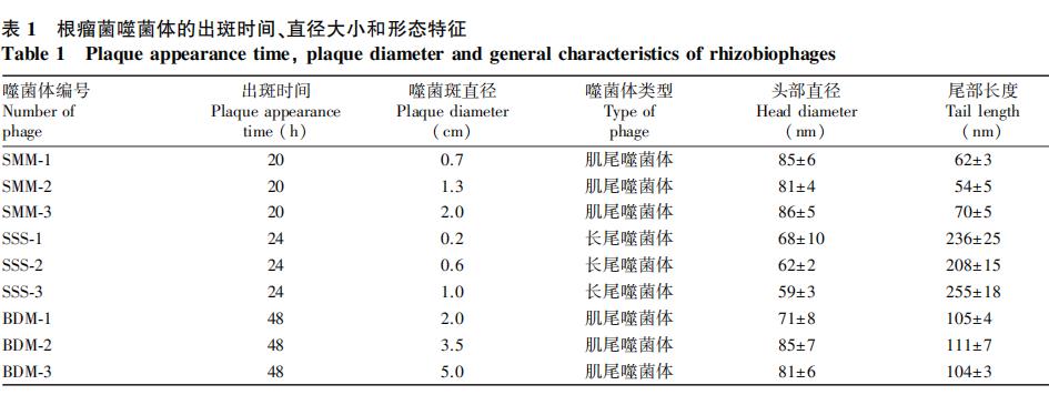 豆科作物根瘤菌噬菌体形态结构、生长曲线及生物学特性（二）