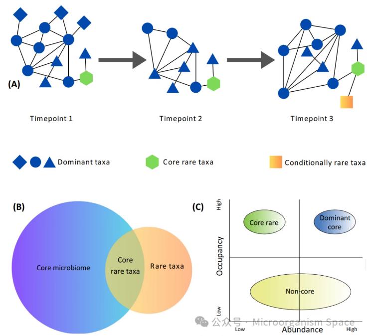 核心微生物群落中稀有物种重要性、持久性的生态驱动因素（一）