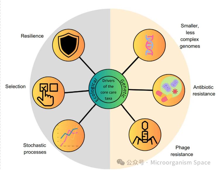 核心微生物群落中稀有物种重要性、持久性的生态驱动因素（二）