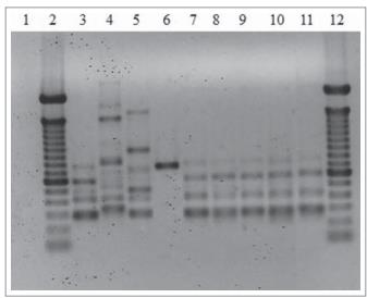 巴西孢子丝菌体内毒力、生长曲线、对氧化剂敏感性及抗真菌药敏试验（二）
