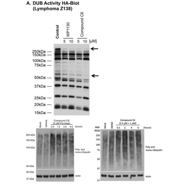 化合物C6对鼠诺如病毒和李斯特菌的抗感染活性及细菌生长动力学分析（一）