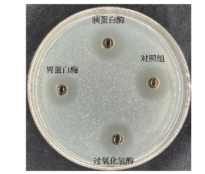 基于MIC和生长曲线分析植物乳杆菌SCB2505代谢物对液化沙雷氏菌的抑菌机理（三）