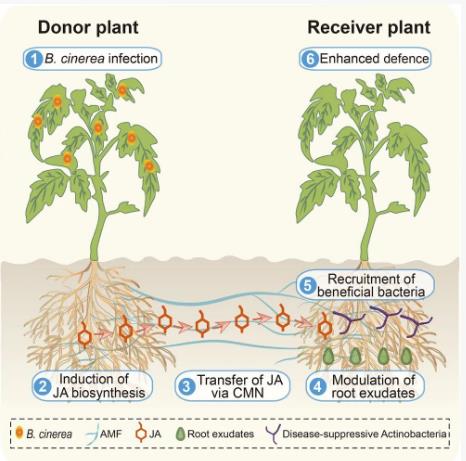 共同菌根网络（CMNs）改变根际微生物群组装促进植物抗病性的全新机制
