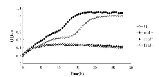 生长曲线分析揭示：戈登氏链球菌通过ManL非特异性CCR机制抗衡致病菌（一）