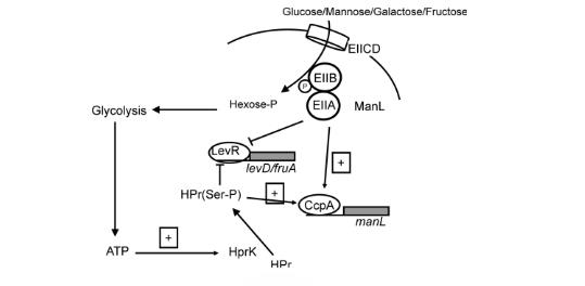生长曲线分析揭示：戈登氏链球菌通过ManL非特异性CCR机制抗衡致病菌（四）