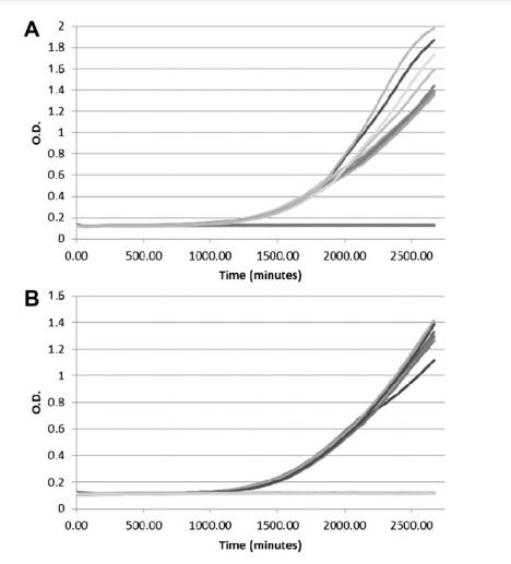 基于Bioscreen C的丝状真菌生长曲线分析方法优化与验证​（二）