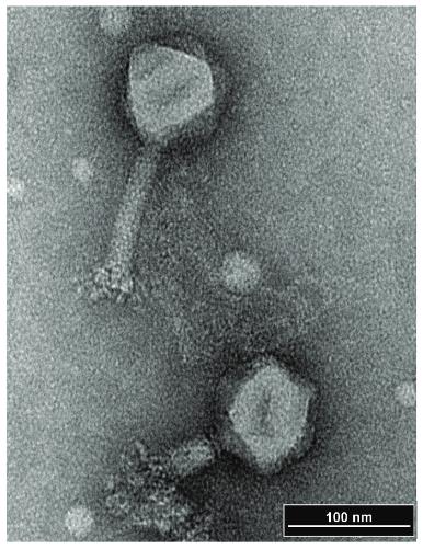志贺氏菌Vi样噬菌体SboM-AG3与沙门氏菌噬菌体ViI的高度基因组同源性（一）