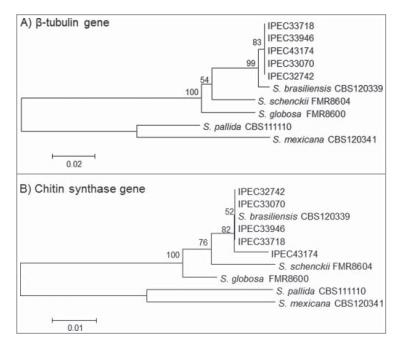 巴西利亚孢子丝菌分离株毒力增强的演变过程（二）