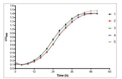 巴西利亚孢子丝菌分离株毒力增强的演变过程（三）