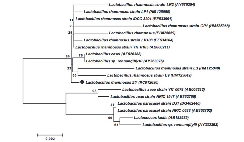 正交阵列解析鼠李糖乳杆菌ZY分离株的MRS培养基需求及细胞特性表征（一）