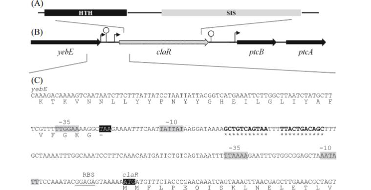 解锁微生物代谢奥秘：新一代生长曲线分析平台加速乳糖/纤维二糖代谢研究​（一）