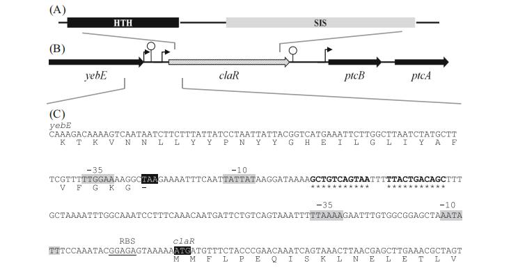 解锁微生物代谢奥秘：新一代生长曲线分析平台加速乳糖/纤维二糖代谢研究​（三）