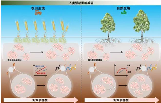 ​土壤生态系统的命运共同体：从蚯蚓到微生物的共生网络重构