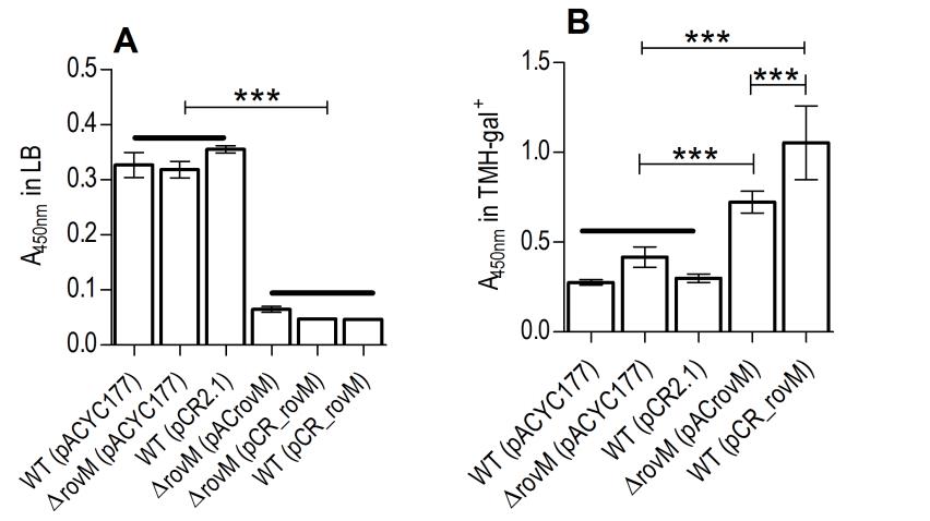鼠疫耶尔森菌突变体生长曲线、生物膜形成及rovM和rovA转录的测定（一）
