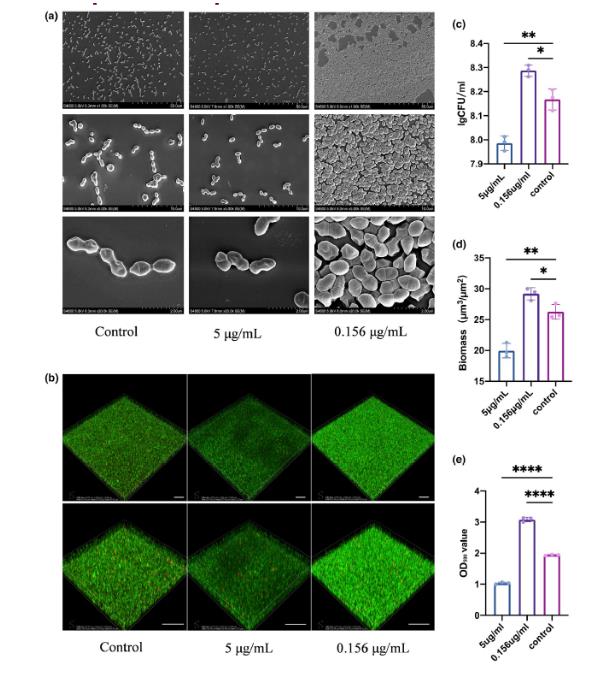 白色念珠菌来源的胞外囊泡EVs对粪肠球菌生长和致病性的影响（下）