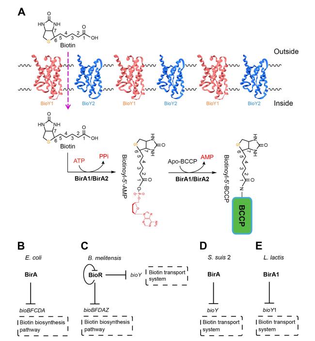 乳酸乳球菌生物素获取途径的冗余性与进化启示（一）