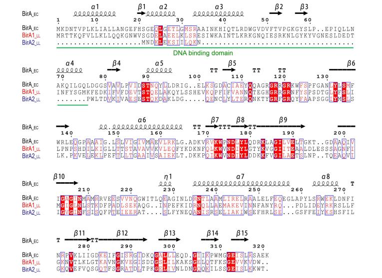 乳酸乳球菌生物素获取途径的冗余性与进化启示（二）