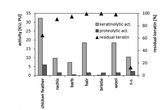 微生物生长曲线分析仪评估藤黄微球菌角蛋白酶生产条件及分解潜力（三）