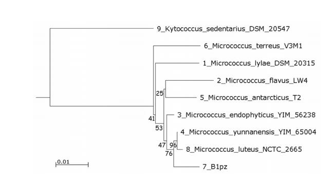 微生物生长曲线分析仪评估藤黄微球菌角蛋白酶生产条件及分解潜力（一）