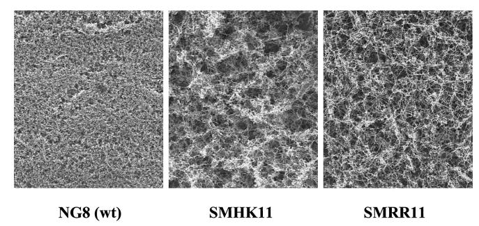 HK/RR11双组分系统调控变形链球菌生物膜形成与酸耐受性的机制研究（三）