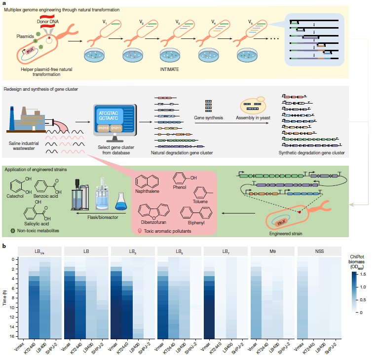 耐盐工程弧菌 VCOD-15生长曲线及降解复杂有机污染物能力研究