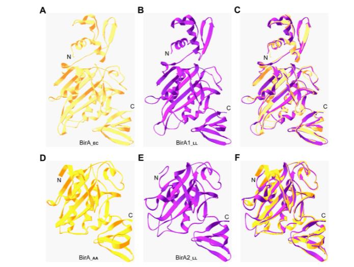 乳酸乳球菌生物素获取途径的冗余性与进化启示（三）