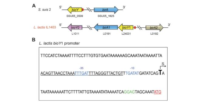 乳酸乳球菌生物素获取途径的冗余性与进化启示（四）