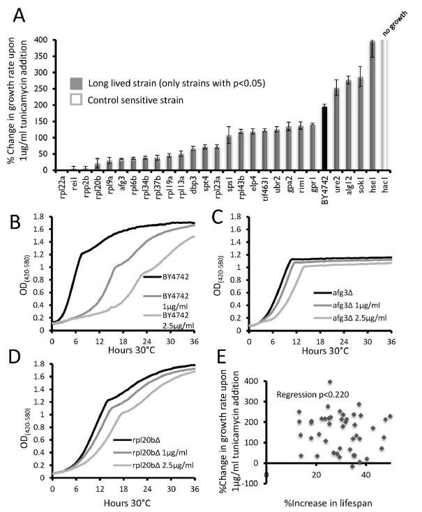 生长曲线分析仪揭示Afg3在细胞质mRNA翻译和衰老过程中的新角色