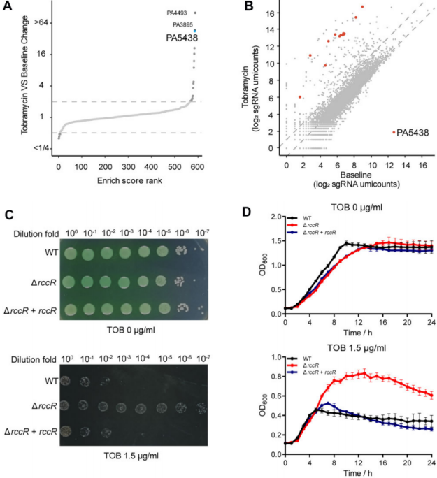 铜绿假单胞菌RccR在PA碳代谢和氨基糖苷类抗生素耐受性中的关键作用