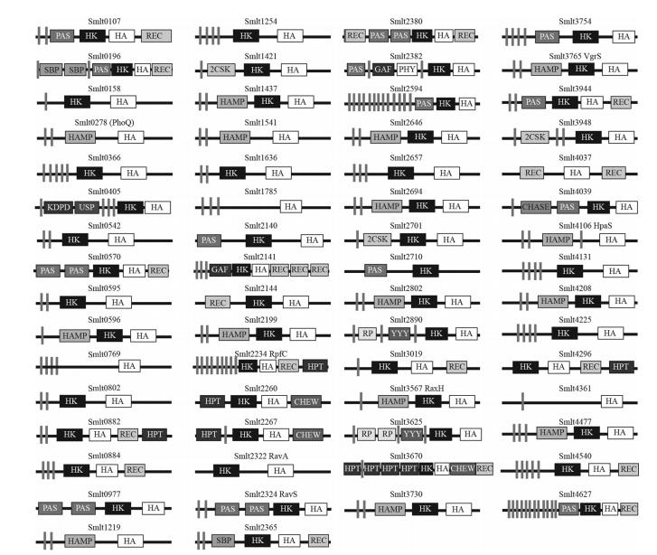 微生物生长曲线分析仪助力嗜麦芽窄食单胞菌组氨酸激酶库的功能图谱绘制（一）