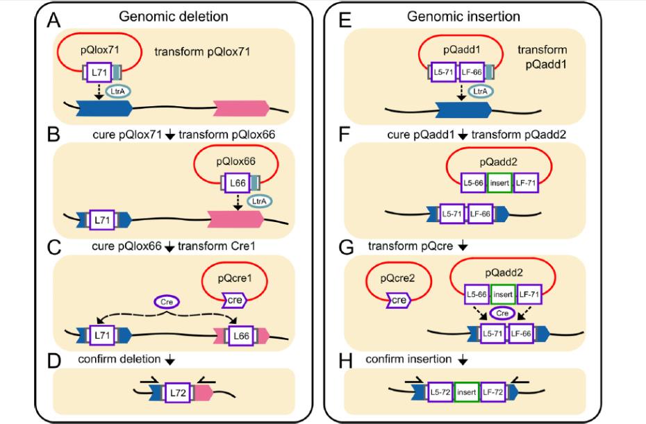 微生物生长曲线仪揭示原噬菌体删除对碳源代谢的负面影响