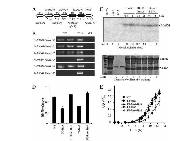 微生物生长曲线分析仪助力嗜麦芽窄食单胞菌组氨酸激酶库的功能图谱绘制（四）