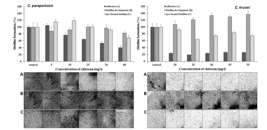 全自动微生物生长曲线分析仪应用：黄芩素与壳聚糖抑制酵母生物膜研究（三）