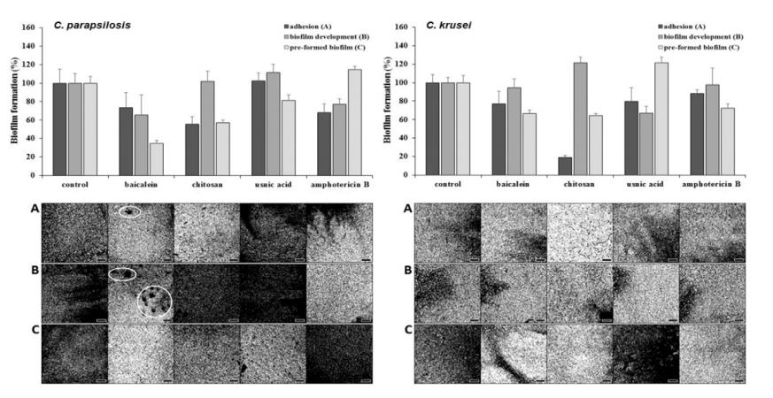 全自动微生物生长曲线分析仪应用：黄芩素与壳聚糖抑制酵母生物膜研究（二）