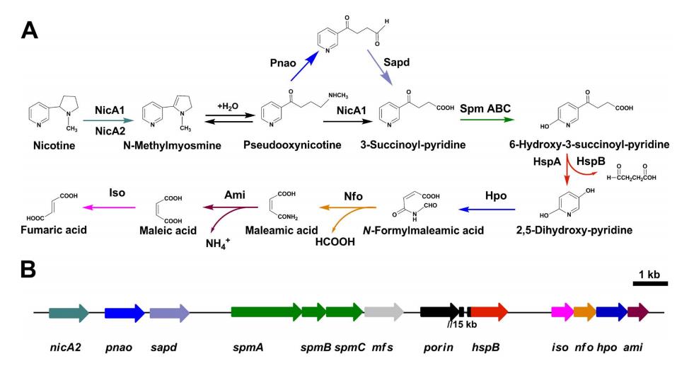 系统性解析恶臭假单胞菌S16中尼古丁降解的分子机制（一）