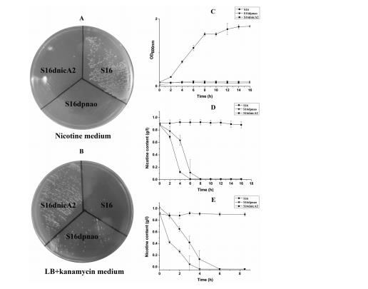 系统性解析恶臭假单胞菌S16中尼古丁降解的分子机制（三）