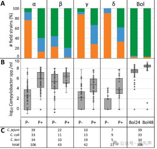 耐热弯曲杆菌富集培养基选择指南：基于FBP效应的定量比较研究